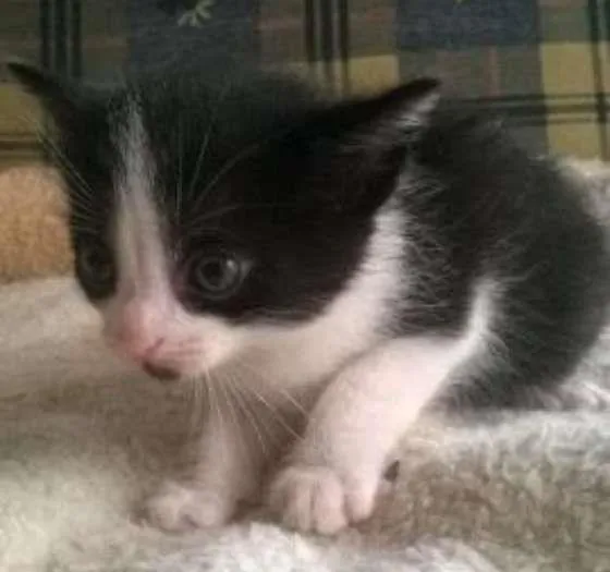 Gato ra a Siamês idade Abaixo de 2 meses nome para voce escolher