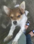 Mica