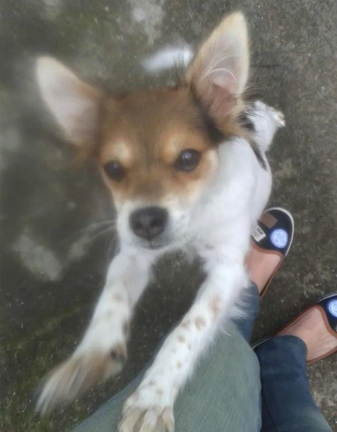 Cachorro ra a RND idade 2 a 6 meses nome Mica