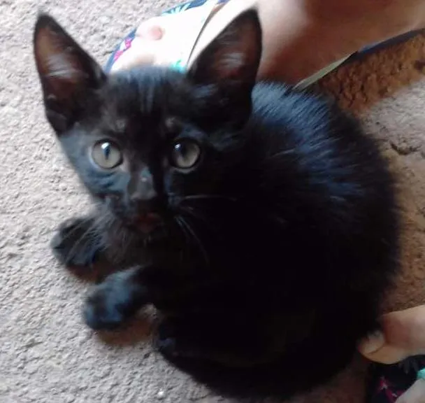 Gato ra a Srd idade Abaixo de 2 meses nome Marie