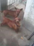 Isabela e bisqui