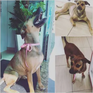 Cachorro raça Vira lata idade 1 ano nome Mel - Puro amor