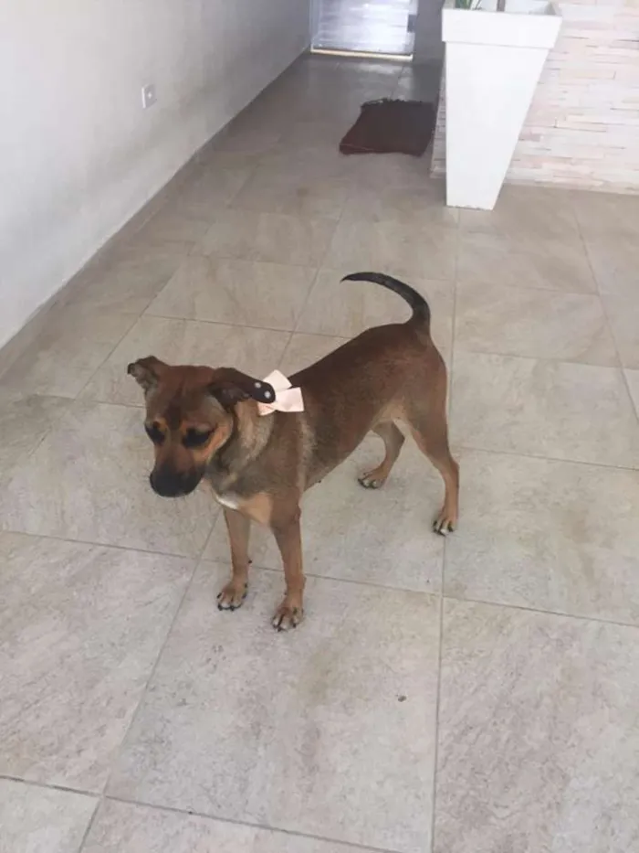 Cachorro ra a Vira lata idade 1 ano nome Mel - Puro amor
