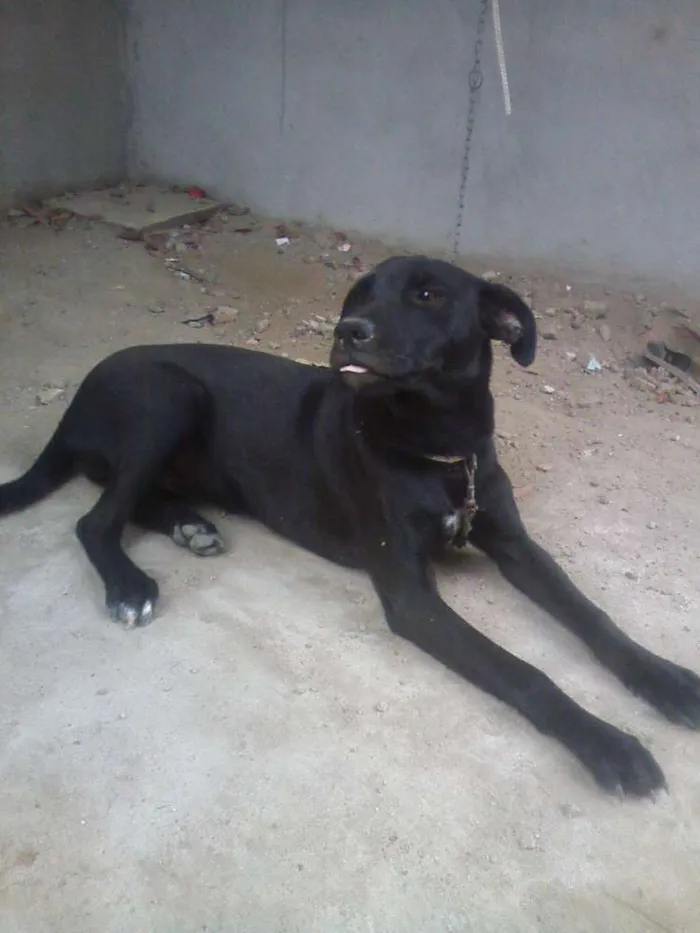 Cachorro raça nâo sei idade 7 a 11 meses nome Vitória