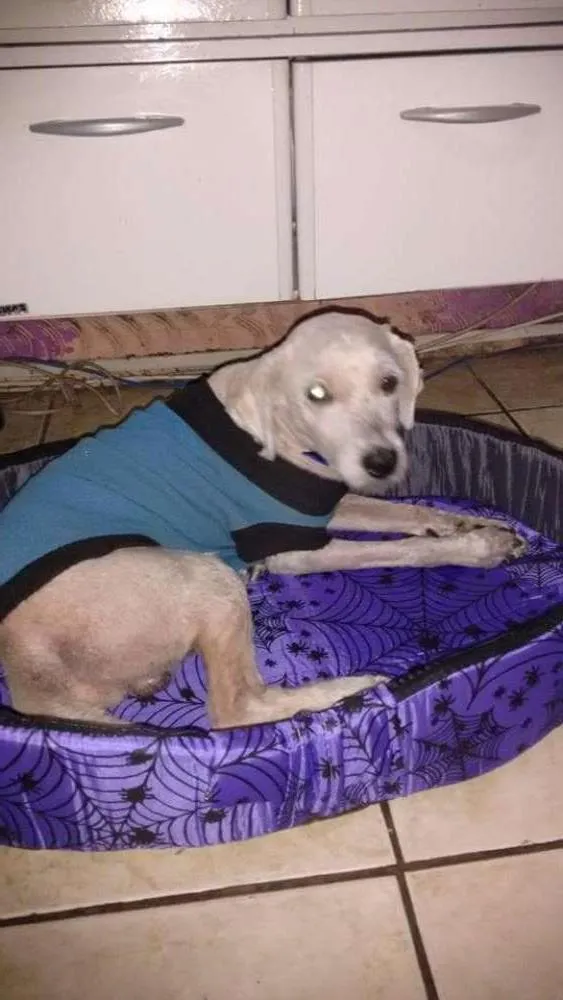 Cachorro ra a Poodle idade 6 ou mais anos nome Spike