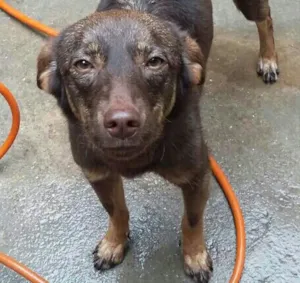 Cachorro raça SRD idade 7 a 11 meses nome Belinha