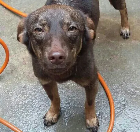 Cachorro ra a SRD idade 7 a 11 meses nome Belinha