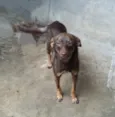 Belinha