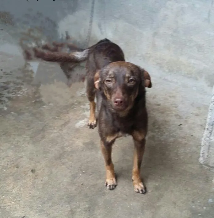 Cachorro ra a SRD idade 7 a 11 meses nome Belinha