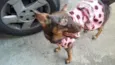 Belinha
