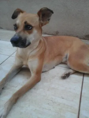 Cachorro raça Vira Lata  idade 2 anos nome Duda