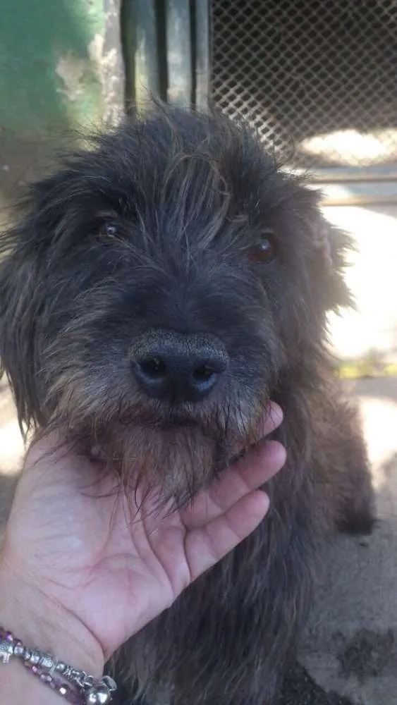 Cachorro ra a MESTIÇO idade 2 anos nome URSO