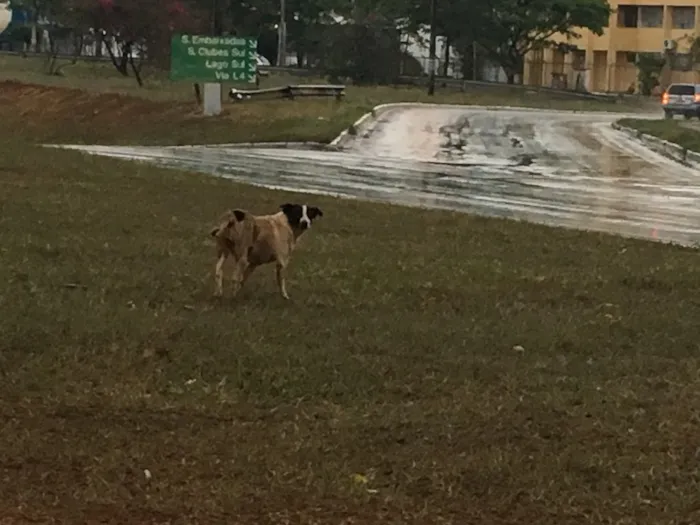 Cachorro ra a Não sei  idade  nome Não sei 