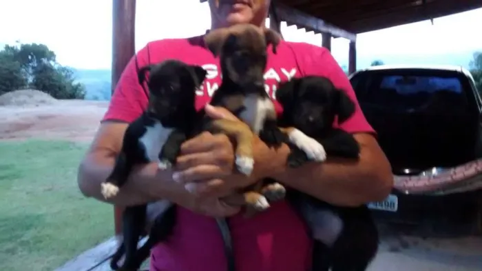 Cachorro raça Sem raça definida idade 2 a 6 meses nome Thon, Nancy e Layla