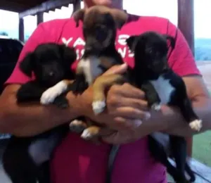 Cachorro raça Sem raça definida idade 2 a 6 meses nome Thon, Nancy e Layla