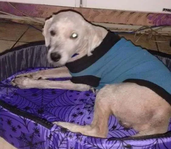 Cachorro ra a Poodle idade 6 ou mais anos nome Spike