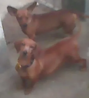 Cachorro raça Basset  idade 4 anos nome Isabela e bisqui
