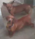 Isabela e bisqui