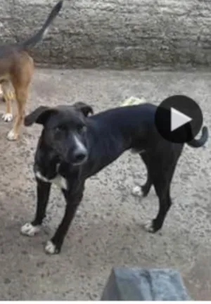 Cachorro raça SRD idade 4 anos nome Negão