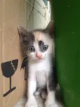 Gatinha