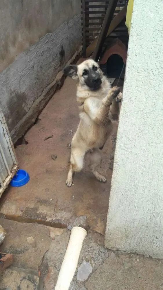 Cachorro ra a Pastor Alemão idade 2 a 6 meses nome Nico