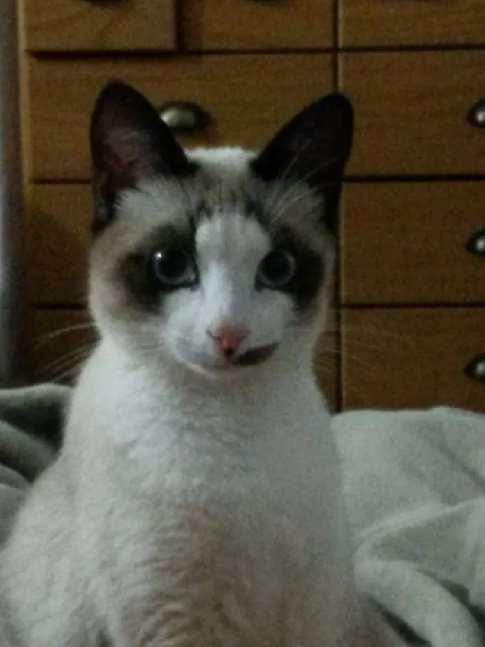 Gato ra a vira lata idade 7 a 11 meses nome Prince