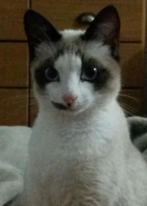 Gato raça vira lata idade 7 a 11 meses nome Prince