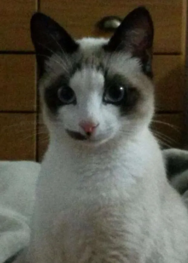 Gato ra a vira lata idade 7 a 11 meses nome Prince