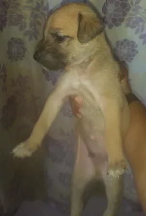 Cachorro raça Viralatas  idade Abaixo de 2 meses nome Viralatas 