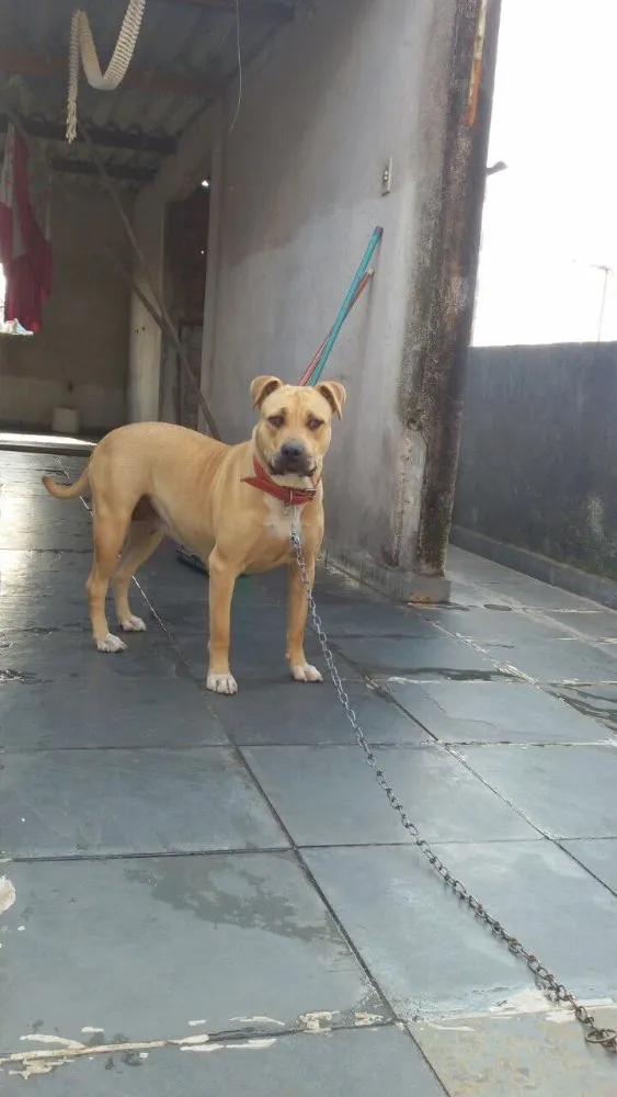 Cachorro ra a Pit Bull idade 3 anos nome Dara