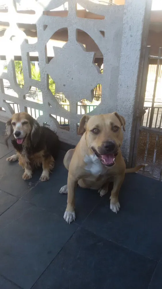 Cachorro ra a Pit Bull idade 3 anos nome Dara