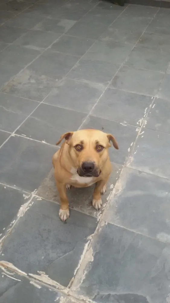 Cachorro ra a Pit Bull idade 3 anos nome Dara