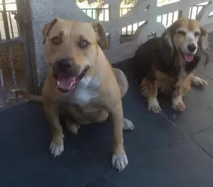 Cachorro raça Pit Bull idade 3 anos nome Dara