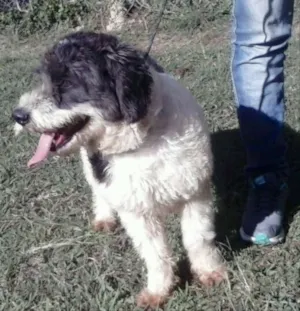 Cachorro raça Mix de poodle idade 1 ano nome Millie