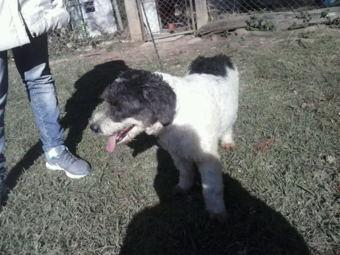 Cachorro ra a Mix de poodle idade 1 ano nome Millie