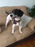 Millie