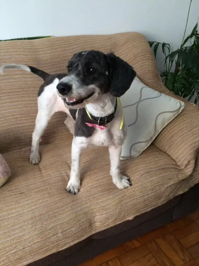 Cachorro ra a Mix de poodle idade 1 ano nome Millie