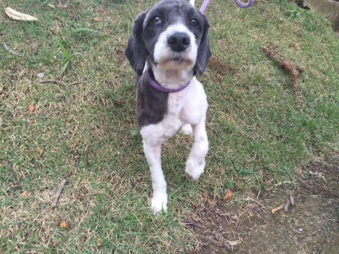 Cachorro ra a Mix de poodle idade 1 ano nome Millie