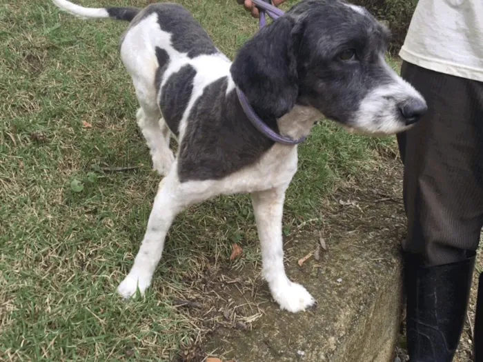 Cachorro ra a Mix de poodle idade 1 ano nome Millie