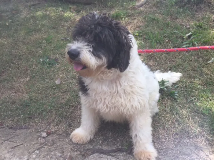 Cachorro ra a Mix de poodle idade 1 ano nome Millie