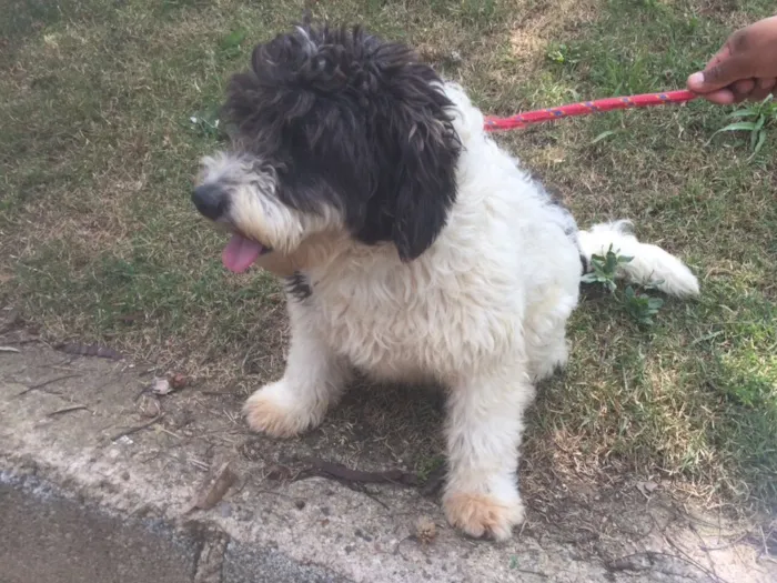 Cachorro ra a Mix de poodle idade 1 ano nome Millie