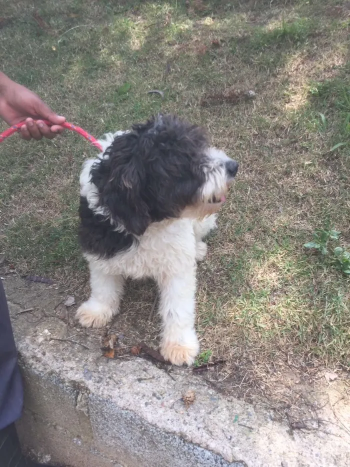 Cachorro ra a Mix de poodle idade 1 ano nome Millie