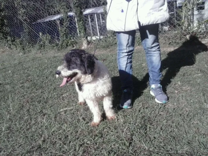 Cachorro ra a Mix de poodle idade 1 ano nome Millie