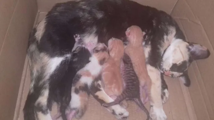 Gato ra a Não sei idade Abaixo de 2 meses nome Gatinhos