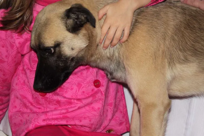 Cachorro ra a Vira Lata idade 4 anos nome Tobby