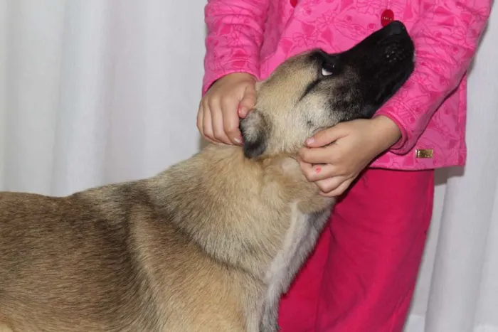 Cachorro ra a Vira Lata idade 4 anos nome Tobby