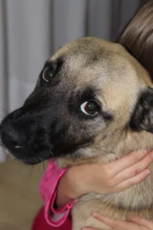 Cachorro raça Vira Lata idade 4 anos nome Tobby