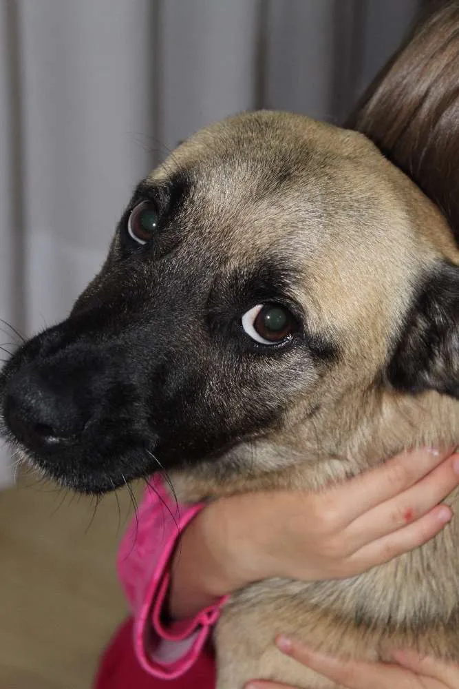Cachorro ra a Vira Lata idade 4 anos nome Tobby
