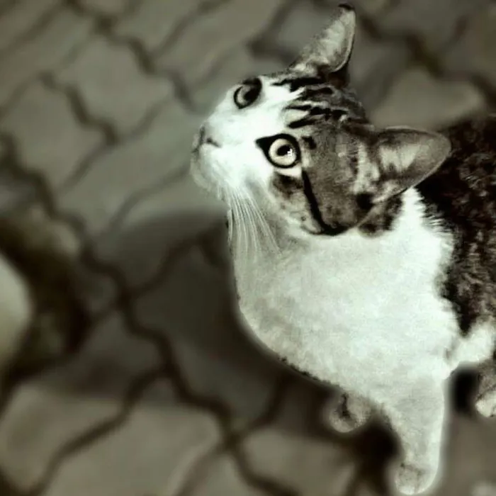Gato ra a Sem raça idade 1 ano nome Gru