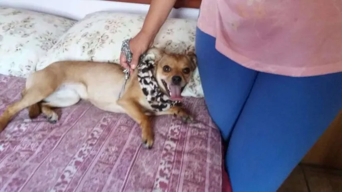 Cachorro ra a Pinscher idade 1 ano nome Pipoca